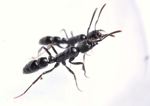 光滑新蚁Neoponera laevigata