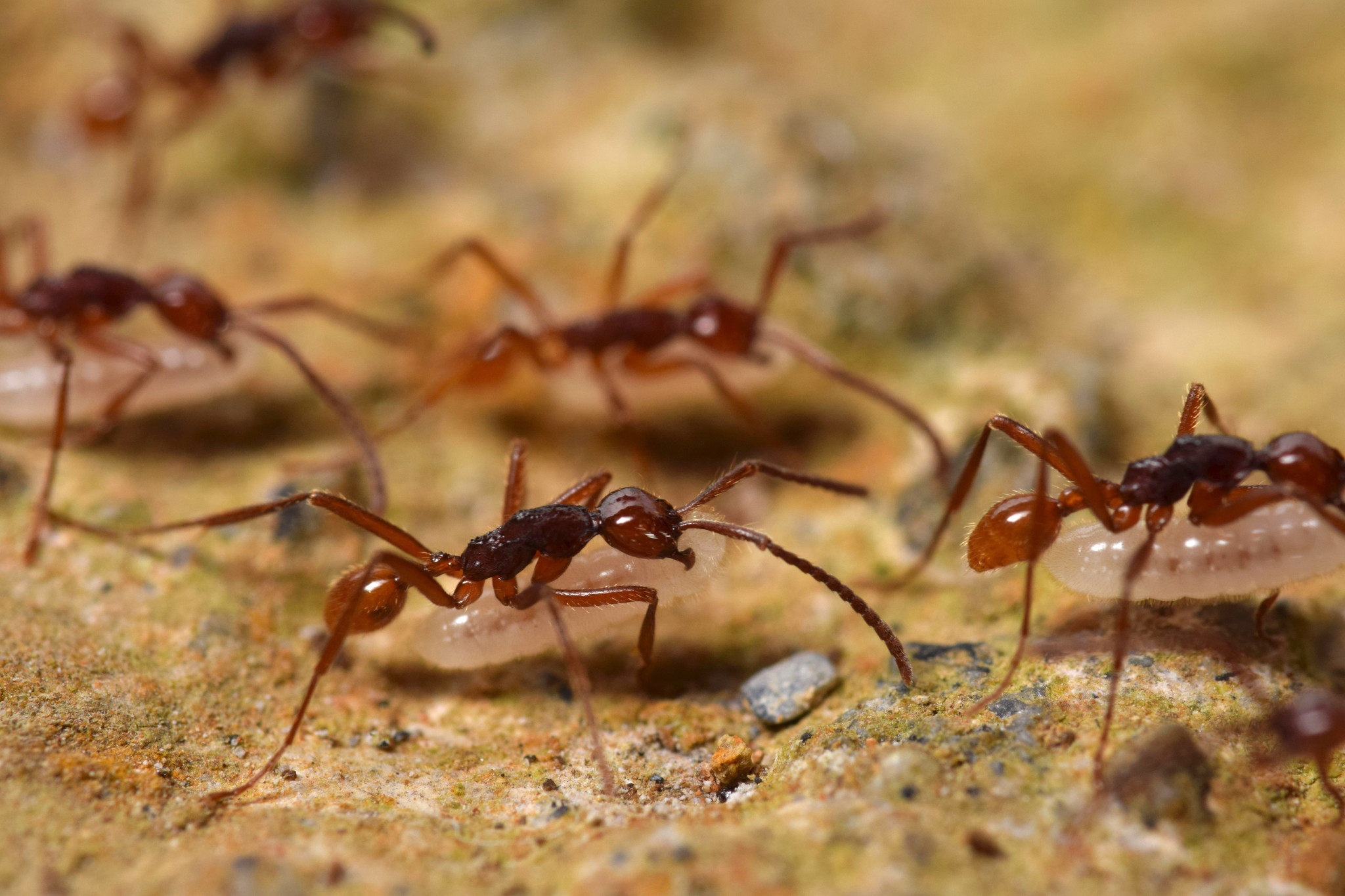 Neivamyrmex gibbatus