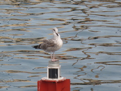 Larus michahellis