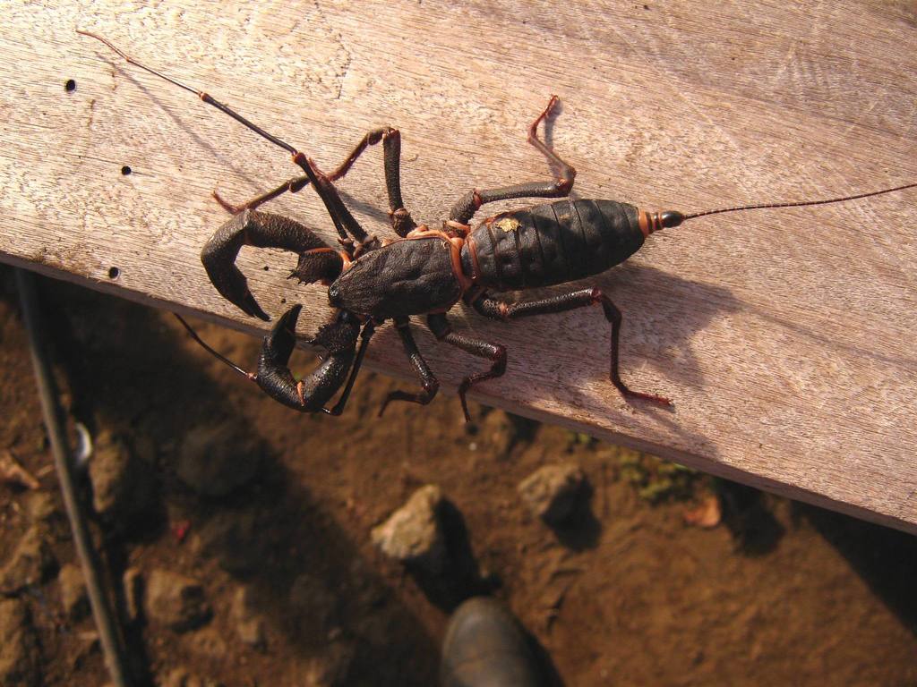 Mastigoproctus scabrosus