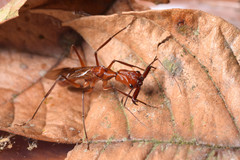 Odontomachus davidsoni