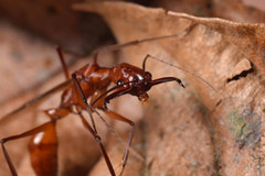 Odontomachus davidsoni