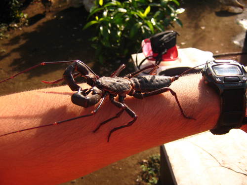 Mastigoproctus scabrosus
