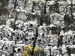 Pseudothelomma occidentale