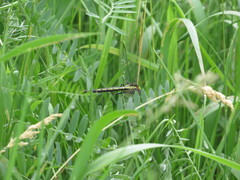 Arigomphus cornutus
