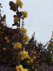Berberis × ottawensis