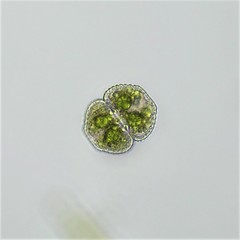 Cosmarium formosulum