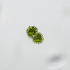 Cosmarium formosulum