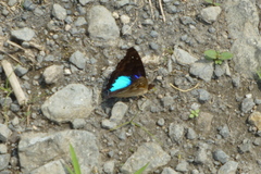 Doxocopa