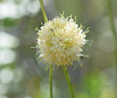 Cephalaria ambrosioides