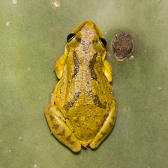 Scinax x-signatus