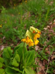 Primula veris macrocalyx