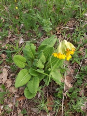 Primula veris macrocalyx