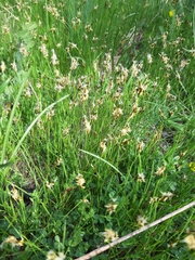Carex praecox