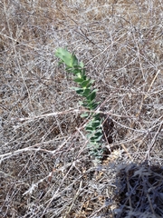 Linaria dalmatica dalmatica
