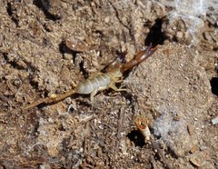 Euscorpius balearicus