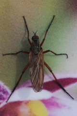 Empis opaca