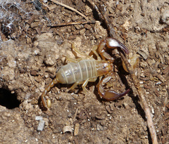 Euscorpius balearicus