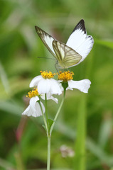 Appias libythea