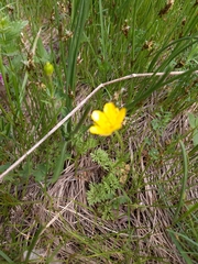 Ranunculus millefoliatus