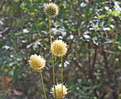 Cephalaria ambrosioides