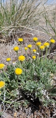 Erigeron aphanactis