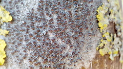 Lecanora campestris