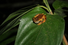 Dendropsophus sarayacuensis