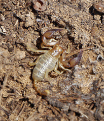 Euscorpius balearicus