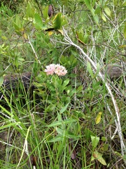 Asclepias rubra
