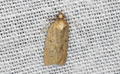 Clepsis therina