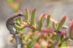 Pachydactylus geitje