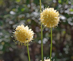Cephalaria ambrosioides