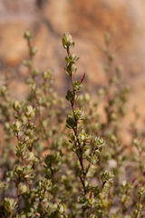 Cliffortia carinata