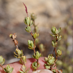 Cliffortia carinata