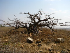 Adansonia