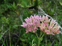 Asclepias rubra