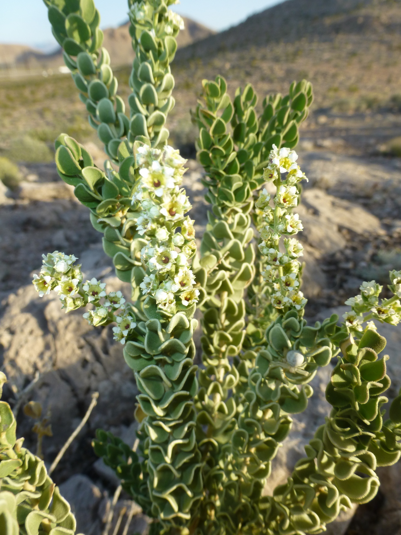Mortonia utahensis