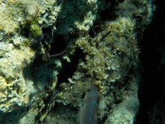 Spondyliosoma cantharus