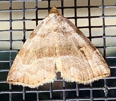 Oxycilla malaca