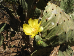 Opuntia decumbens