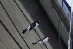 Paroaria gularis