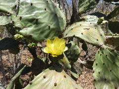 Opuntia decumbens