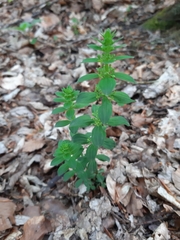 Cruciata glabra