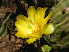 Opuntia decumbens