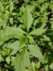 Geum laciniatum