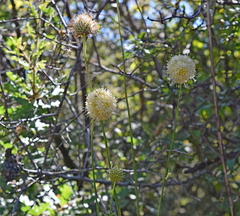 Cephalaria ambrosioides