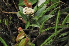 Ageratina popayanensis