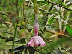 Passiflora cumbalensis