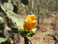 Opuntia decumbens